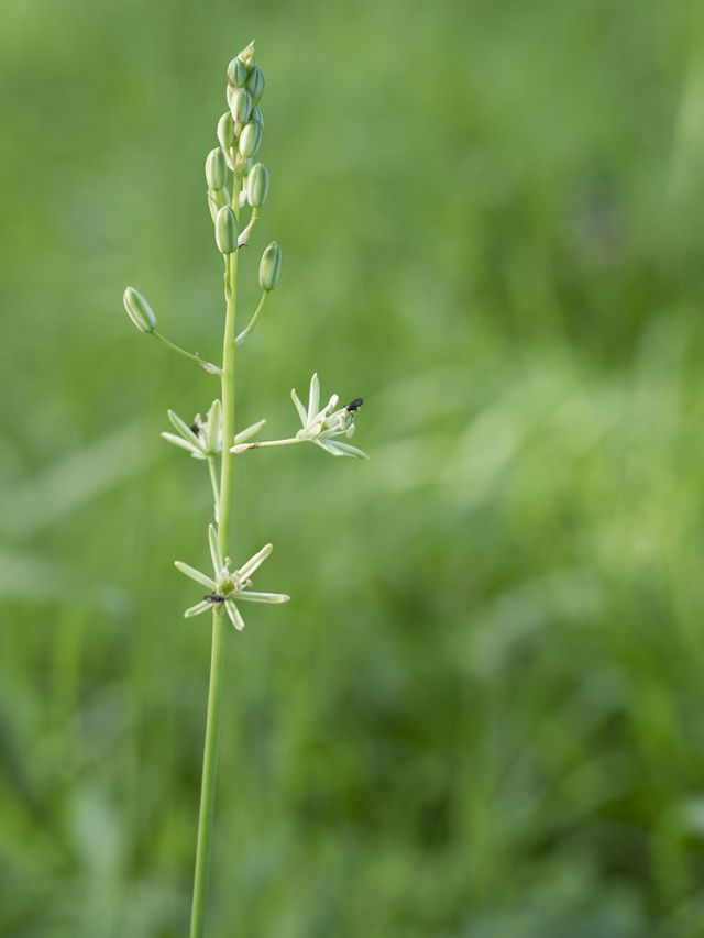Loncomelos pyrenaicus (Asparagaceae)
